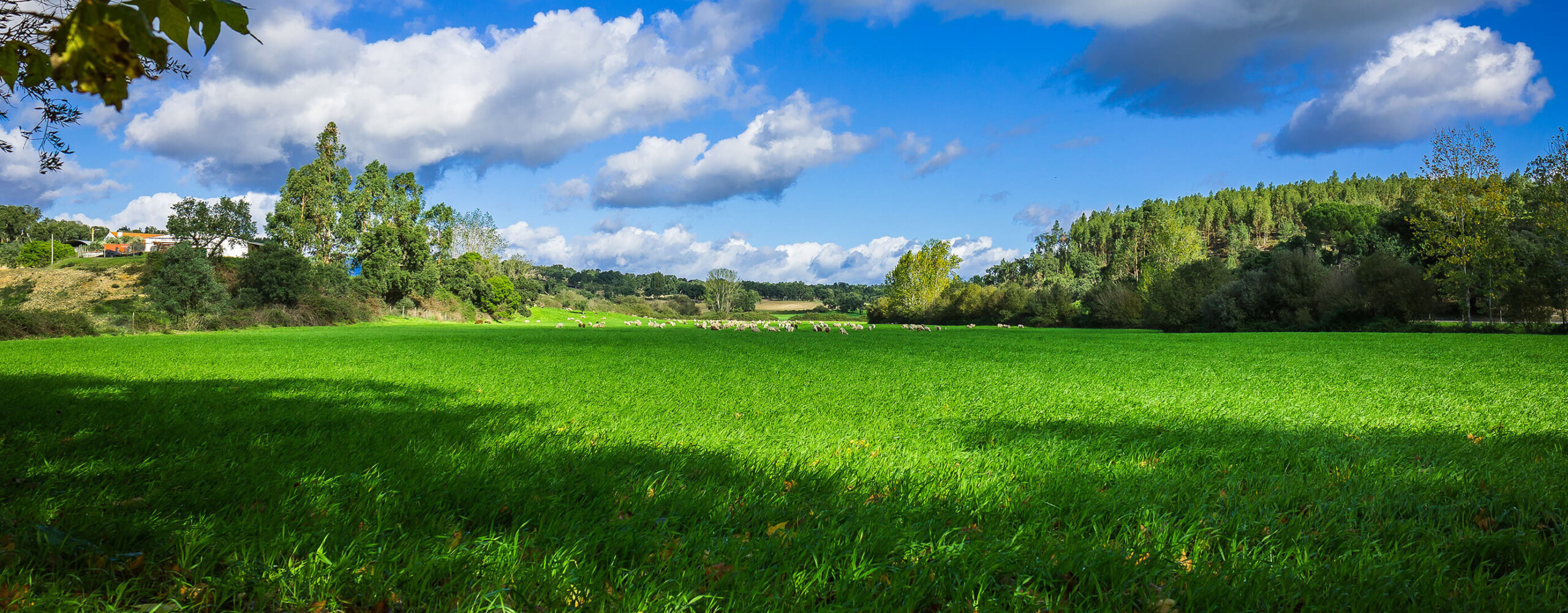 étude environnementale Phase 1
